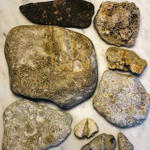 Rugosa Horn and Charlevoix Coral Fossils