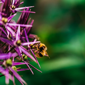 Floral Print, Digital Download, Allium Flower and Bee Poster, Flower and Insect Wall Art, Wall Decoration