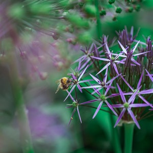 Floral Print, Digital Download, Flower and Insect Wall Art, Allium Flower and Bee Wall Decoration