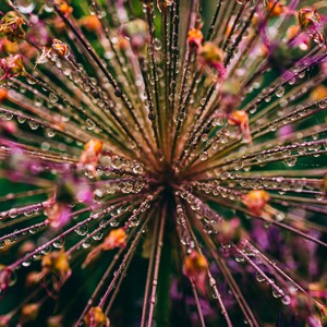 Floral Print, Digital Download, Allium Flower Wall Art, Allium Flower Wall Decoration