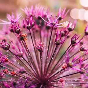 Floral Print, Digital Download, Allium Flower Wall Art, Allium Poster, Wall Decoration, Instant Download