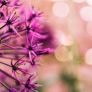 Floral Print, Digital Download, Allium Flower Wall Art, Dreamy Wall Decoration, Allium Flower Wall Decoration