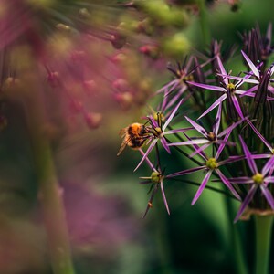 Floral Print, Digital Download, Flower and Insect Wall Art, Allium Flower and Bee Poster, Wall Decoration