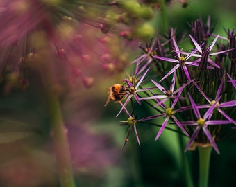 Floral Print, Digital Download, Flower and Insect Wall Art, Allium Flower and Bee Poster, Wall Decoration