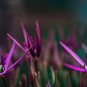 Floral Print. Digital Download. Allium Flower Wall Art. Wall Decoration