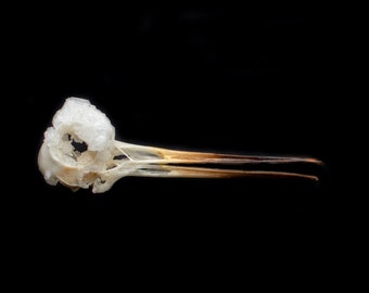Clear Quartz Crystallized Partial Rabbit Oryctolagus cuniculus Skull