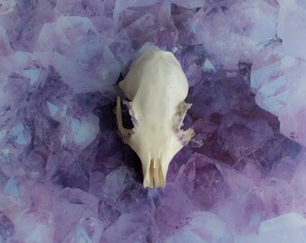Clear Quartz Crystallized Partial Rabbit Oryctolagus cuniculus Skull