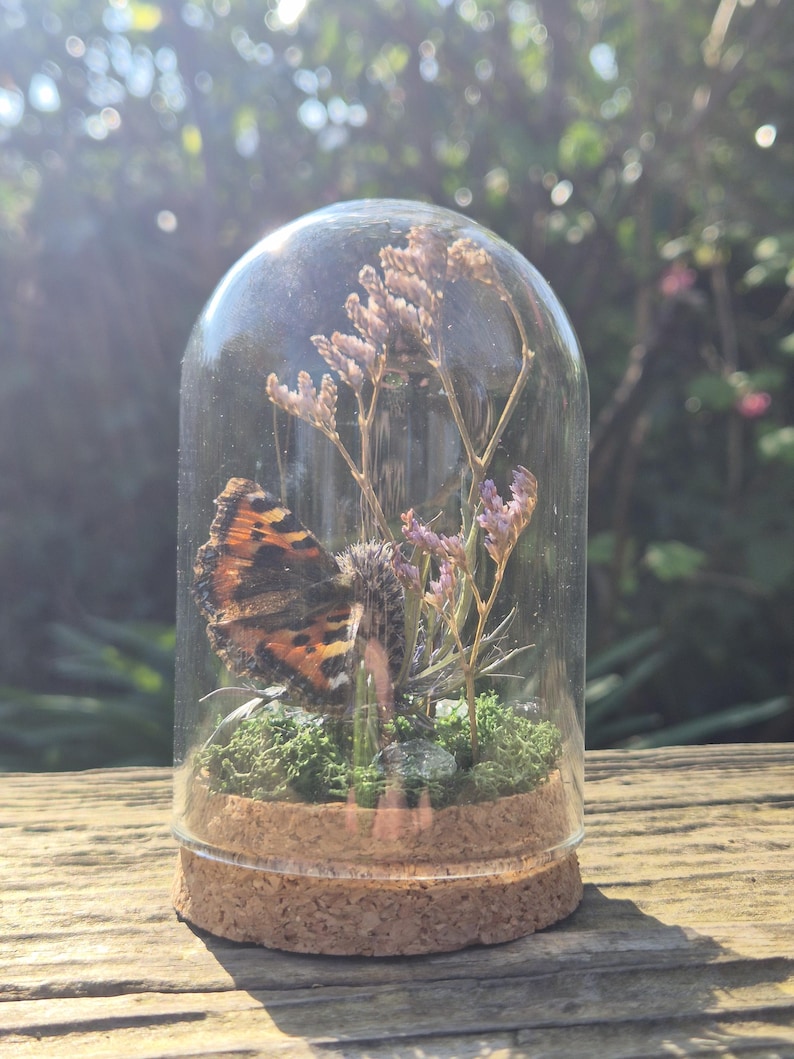 Tortoiseshell Butterfly Dome, Floral Display, Crystal, Witchy Decor - Etsy