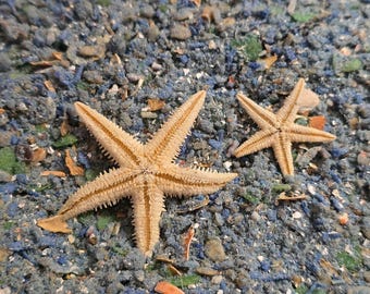 Ocean Potion Seafood-Meal Time Essentials for Land Hermit Crabs