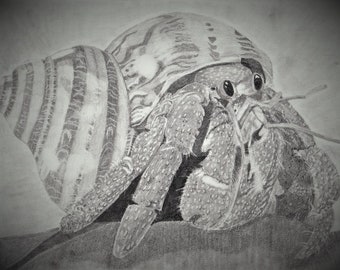Hermit Crab Drawing *YOUR CRAB*