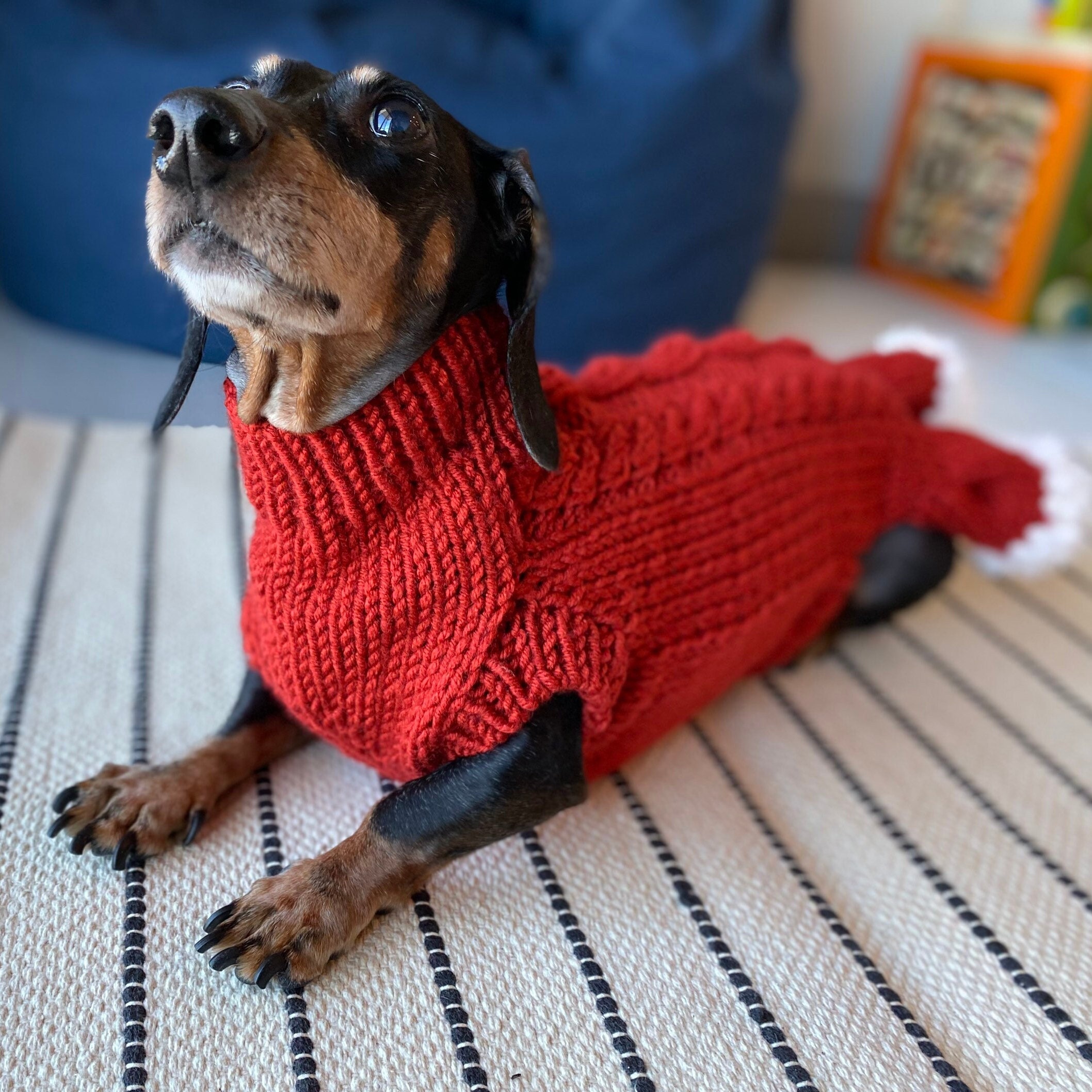 100% Handmade Wool yarn Dog sweater for 10-14lb Custom made Dachshund FEMALE ONLY