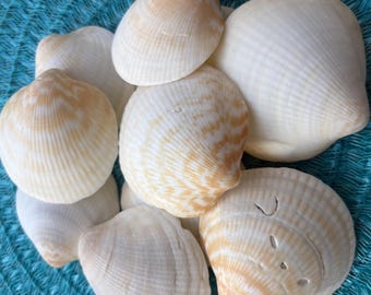 Florida Seashells Set 20 Varieties Mix Beautiful Medium Size Shells ...