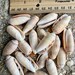 Small Lettered Olive Shell Florida One Dozen Natural Bulk Seashells DIY ...