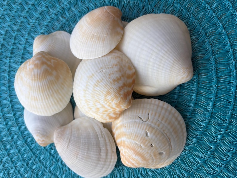 10 Shells Florida Giant Bittersweet Clams Handpicked Natural Great for ...