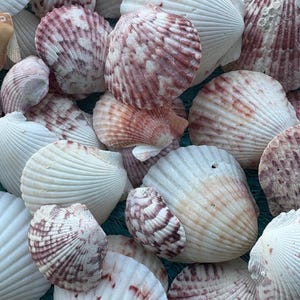 Atlantic calico scallop shells 20 shells Florida natural seashells bulk decor DIY crafting colorful small medium colors vary