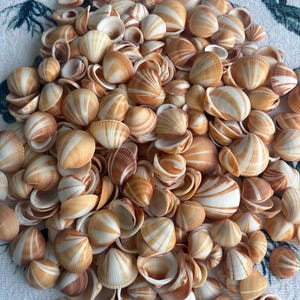 May include: A pile of seashells with a mix of sizes and shapes. The shells have a creamy white base color with brown and tan stripes and patterns. The shells are arranged on a white and blue patterned surface.