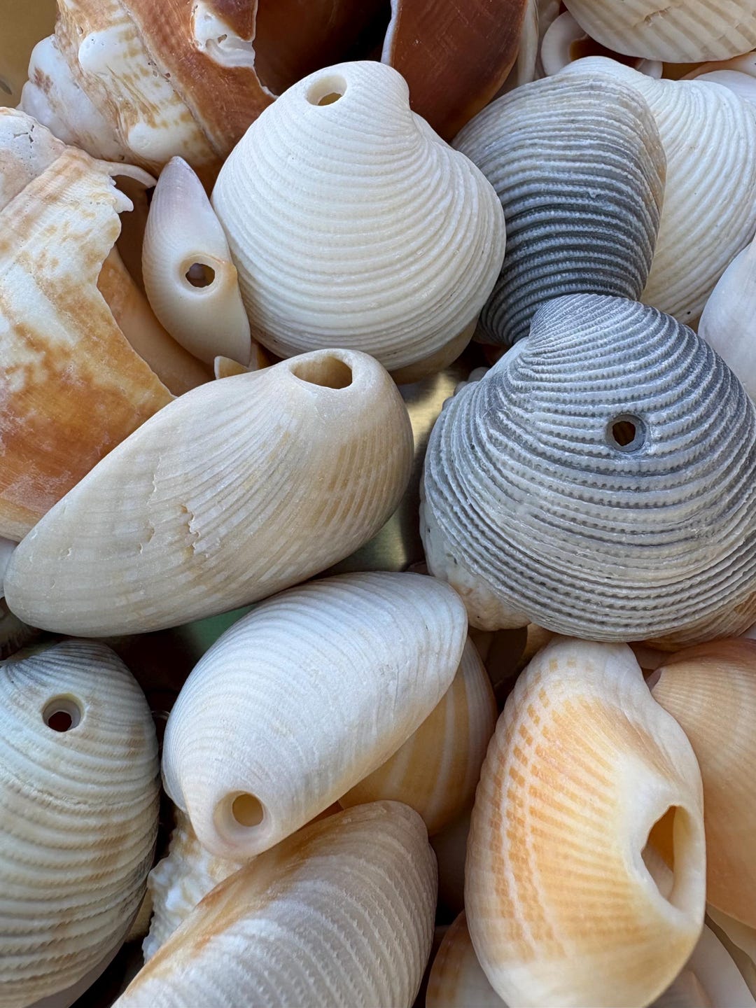 Assorted Natural Seashells With Holes DIY Coastal Wind Chime Kit