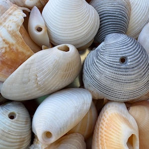 May include: A collection of seashells in various shades of white, brown, and gray. The shells have a variety of textures and patterns, including smooth, ridged, and spiraled. Some of the shells have holes drilled through them.