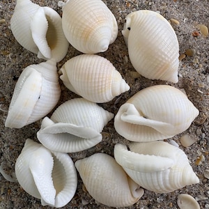 May include: A collection of white seashells of various sizes and shapes, including conch and other spiral forms, are arranged on a sandy surface. The shells display natural textures and subtle color variations, creating a coastal aesthetic.
