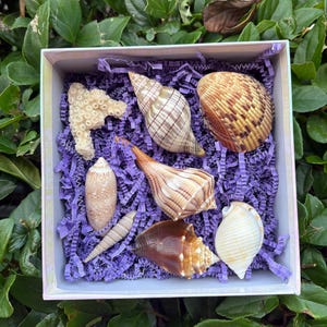 Florida seashells set varieties beautiful shells coral fragment colorful handpicked natural gift decor collection craft art collage display