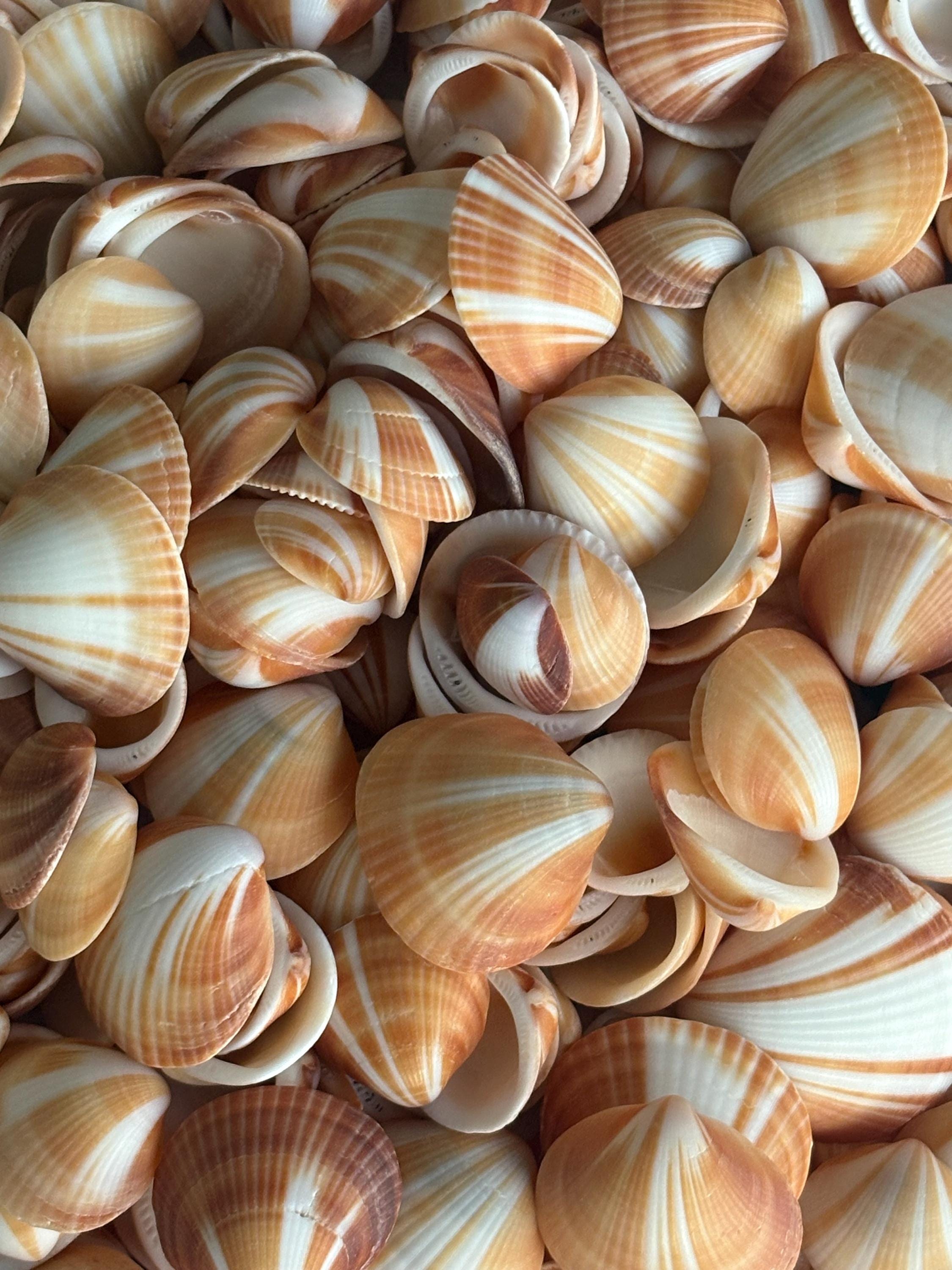25 Ct Spectral Bittersweet Clam Florida Seashell Bulk Handpicked