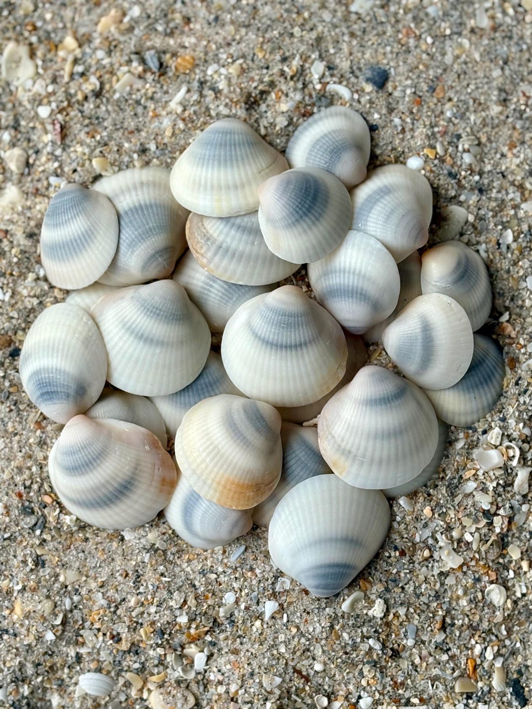 White or Beige With Gray Markings 25 Bittersweet Clam Florida Seashell ...