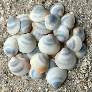 May include: A collection of small, white seashells with gray and black stripes. The shells are arranged in a cluster on a sandy surface.