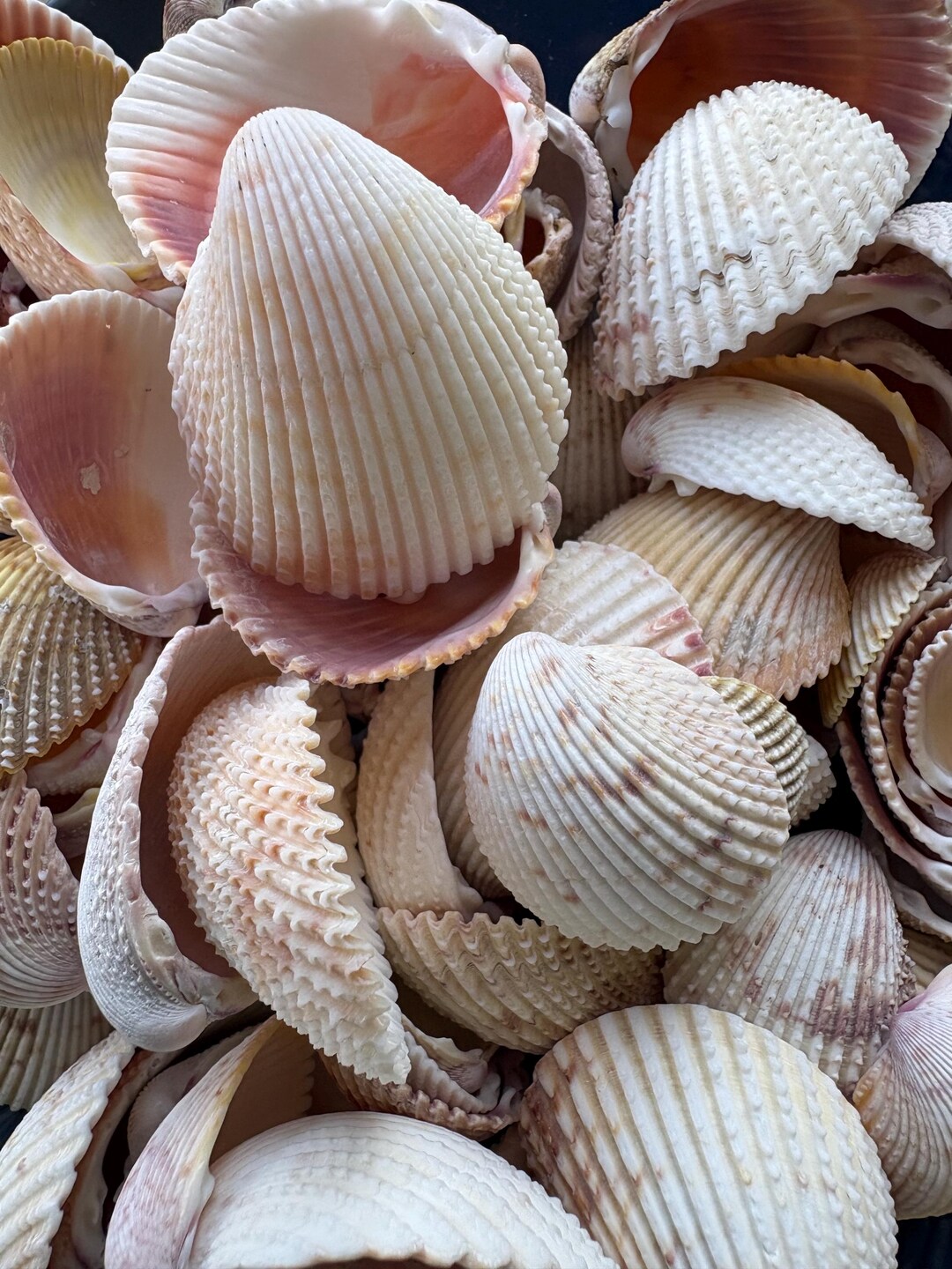 Florida Pricklycockle 1 Lb Small Medium Sizes Natural Seashells Bulk ...