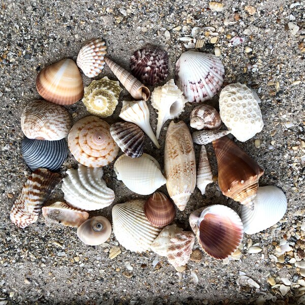 Beautiful Florida seashells set 18 varieties shells and coral fragments colorful handpicked natural real medium for decor craft art collages