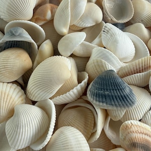May include: A collection of assorted seashells featuring various sizes and shapes. The shells are primarily white, cream, and tan, with some displaying subtle grey or brown gradients and distinct ribbed textures across their curved surfaces.