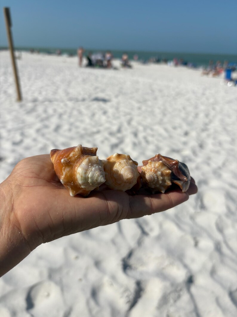 Conch Shell Set Florida Fighting Conch Shell Set of 3ct Beautiful Seashells Various ...