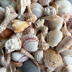 Florida seashells set 20 varieties mixed beautiful various size shells coral fragments handpicked natural decor collection craft art collage