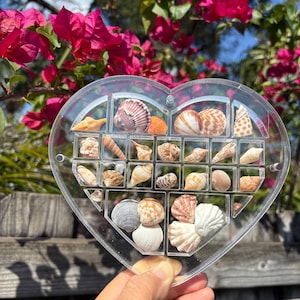 May include: A clear plastic heart-shaped box filled with a variety of seashells. The box is held in a hand against a background of pink flowers and a wooden fence.
