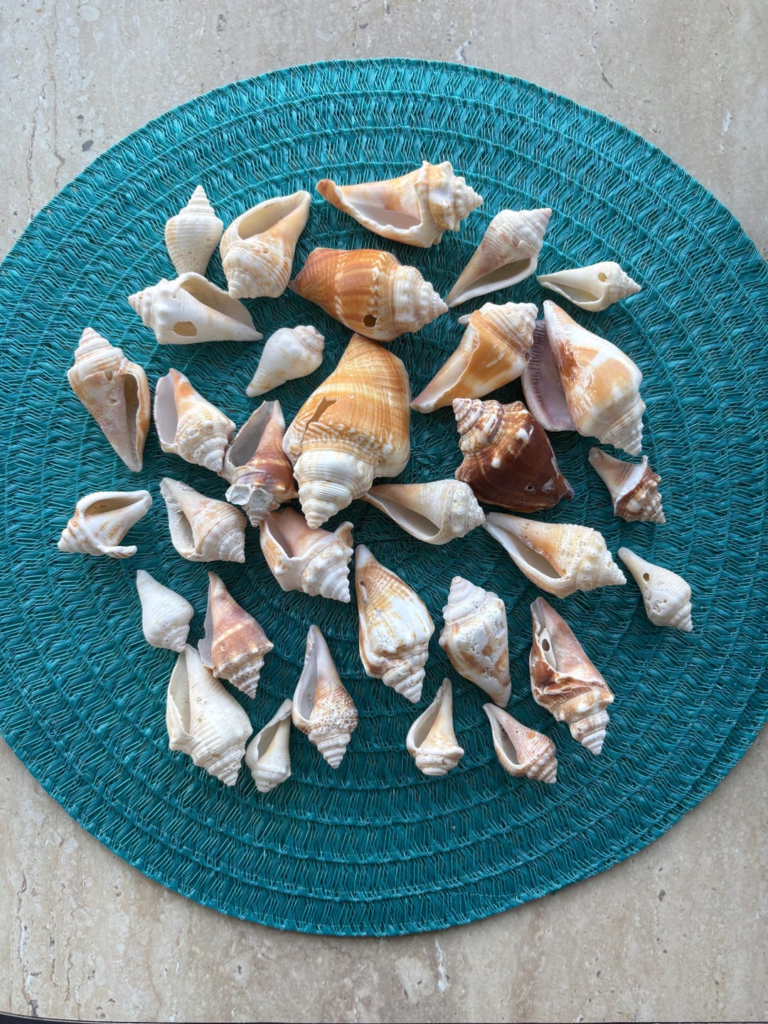 Set Florida Fighting Conch Broken Shells Natural Variety Size Color ...