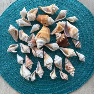 Set Florida Fighting Conch broken shells natural variety size color bulk craft garden decor