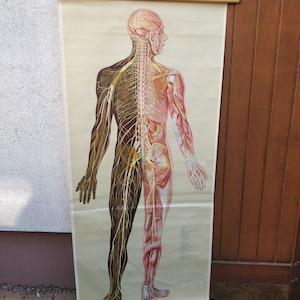 Pull roll school chart, human from back, nervs
