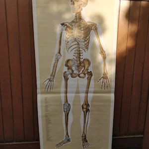 Rollkarte, Rollkarte, Mensch von vorne, Skelleton