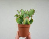Crassula ovata 39 Ripple Jade 39 succulent plant in 5.5cm pot