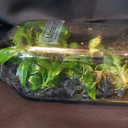 Philodendron Melanocrysum Tissue Culture PREORDER Etsy