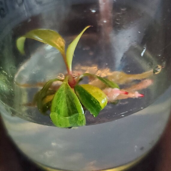 Philodendron Bipinnatifidum Gold Tissue Culture *PREORDER* agrohort