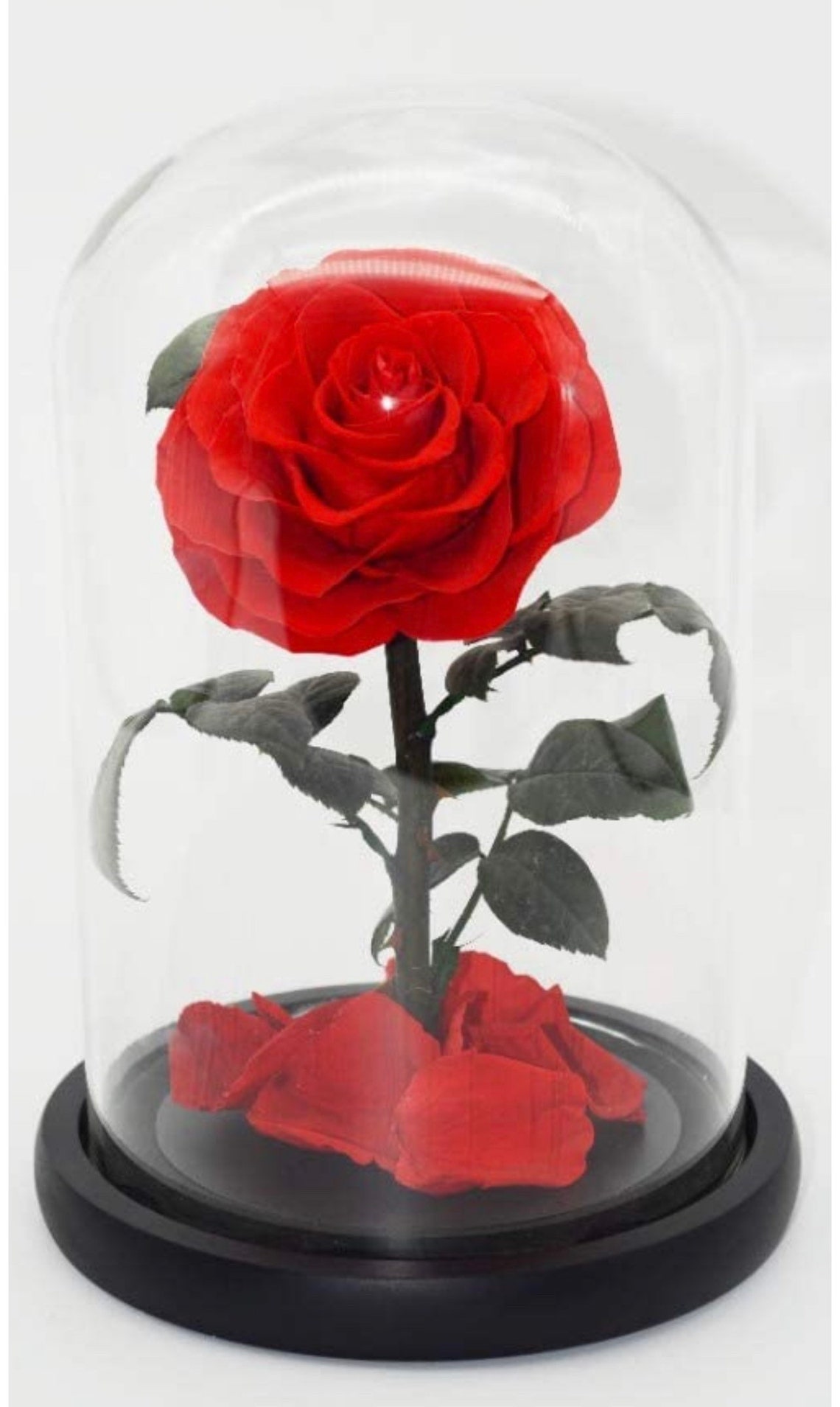 Real preserved rose Beauty and the beast rose in glass dome Etsy.de