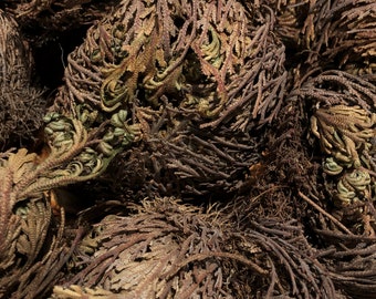 Rose Of Jericho