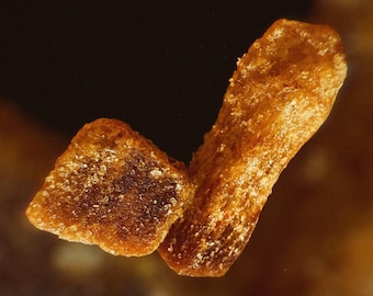 Moon Amber Resin (Natural Perfume)