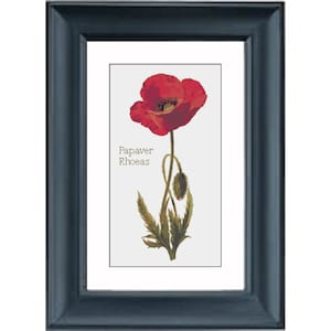 Puede incluir: Una ilustración botánica enmarcada de una flor de amapola roja con hojas verdes y un capullo. El nombre científico "Papaver Rhoeas" está escrito debajo de la flor.