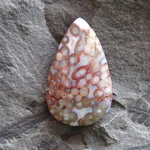 Petrified Palm Root Agate Cabochon: Indonesian Fossil Stone