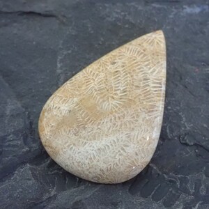 Agatized Fossil Coral Cabochon: Brown Creamy Gemstone (40x26x6mm)