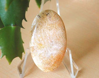 Cabochon van geagateerd fossiel koraal – bruin en crème patroon – sieradensteen