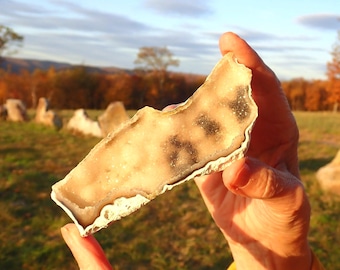Agatized Coral Fossil Specimen, Florida Chalcedony Pseudomorph Collector Stone 402L0020
