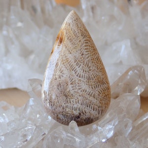 Fossil Coral Cabochon: Brown Cream Agatized Gemstone (42x25x6mm)