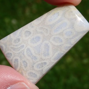 Fossil Coral Cabochon: Agatized Gemstone (38x25x5mm)